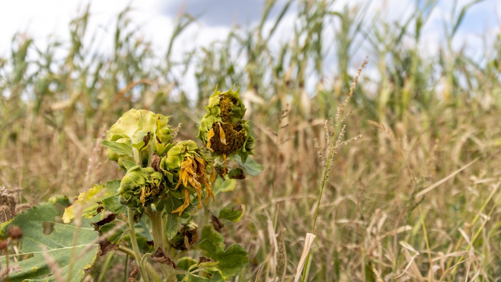Welke Sonnenblumen stehen vor einem von der Trockenheit geprägten Maisfeld