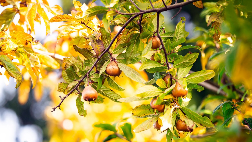 Foto: Eine gemeine Mispel steht mit reifen Früchten in einem Garten