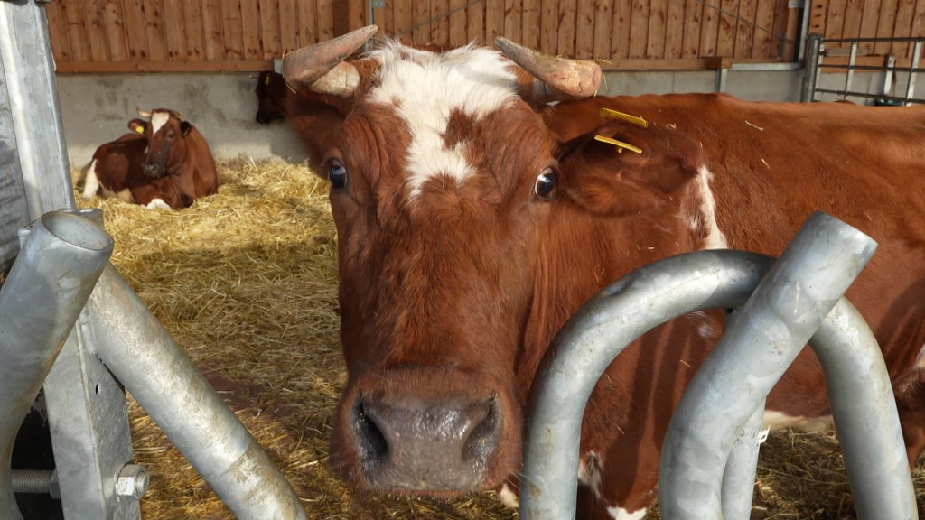 Foto: Eine Kuh im Stall